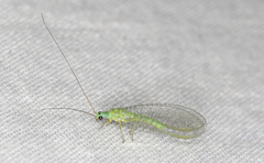 Mallada tripunctatus