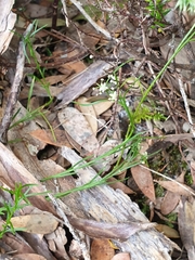 Platysace heterophylla
