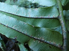 Blechnum procerum