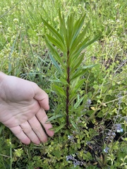 Collomia grandiflora