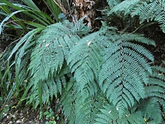 Cyathea colensoi