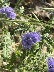 Phacelia distans