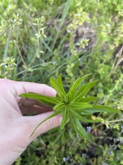 Collomia grandiflora
