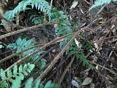 Cyathea colensoi