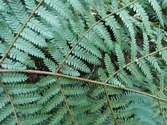 Cyathea colensoi