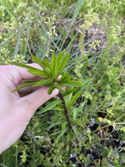 Collomia grandiflora