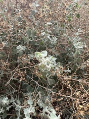 Brickellia desertorum