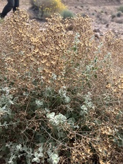 Brickellia desertorum