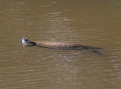 Pseudemys concinna concinna