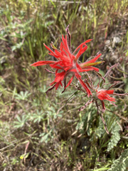 Castilleja subinclusa subinclusa