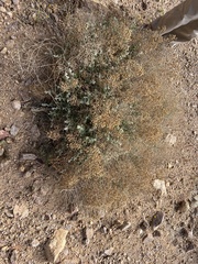 Brickellia desertorum