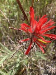 Castilleja subinclusa subinclusa