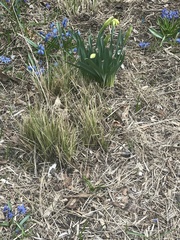 Narcissus pseudonarcissus