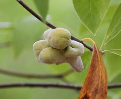 Exobasidium symploci