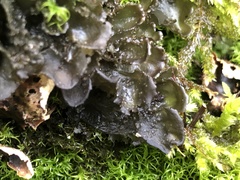 Scytinium polycarpum