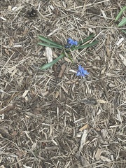 Scilla siberica