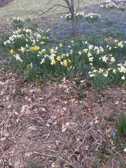 Narcissus pseudonarcissus