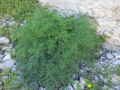 Prangos odontalgica