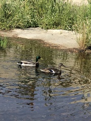 Anas platyrhynchos