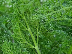 Prangos odontalgica