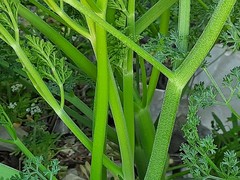 Prangos odontalgica