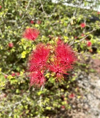 Calliandra tergemina