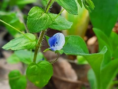 Veronica ceratocarpa