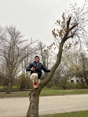 Acer negundo mexicanum