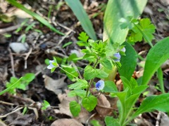 Veronica ceratocarpa