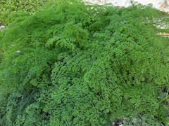Prangos odontalgica