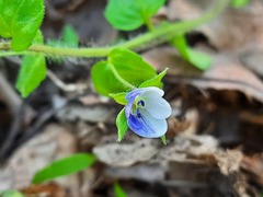 Veronica ceratocarpa