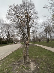 Acer negundo mexicanum