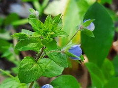 Veronica ceratocarpa