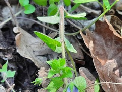 Veronica ceratocarpa