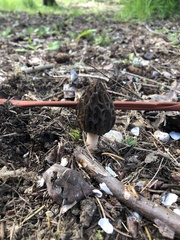 Morchella norvegiensis