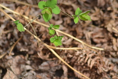Symphoricarpos albus albus