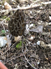 Morchella norvegiensis