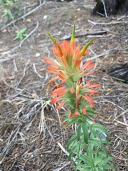 Castilleja lindheimeri