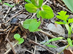 Veronica ceratocarpa