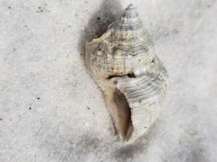 Stramonita canaliculata