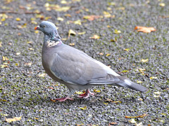 Columba palumbus