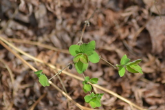 Symphoricarpos albus albus