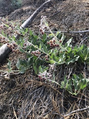 Asclepias californica californica