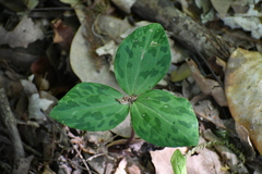 Trillium gracile