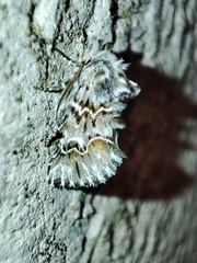 Cleonymia baetica