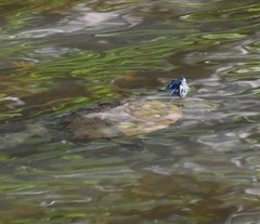 Pseudemys concinna concinna