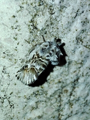 Cleonymia baetica