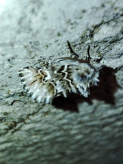 Cleonymia baetica