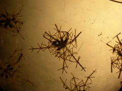 Lamprothamnium compactum