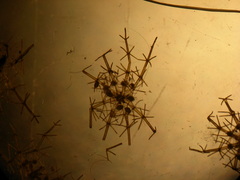 Lamprothamnium compactum